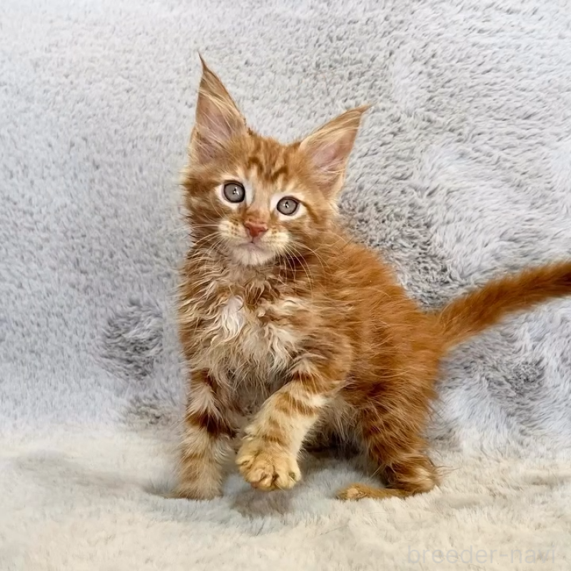 商談中の愛知県のメインクーン-139359の5枚目