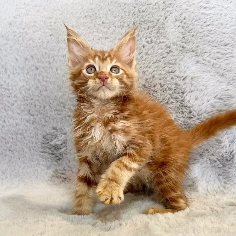 商談中の愛知県のメインクーン-139359の4枚目