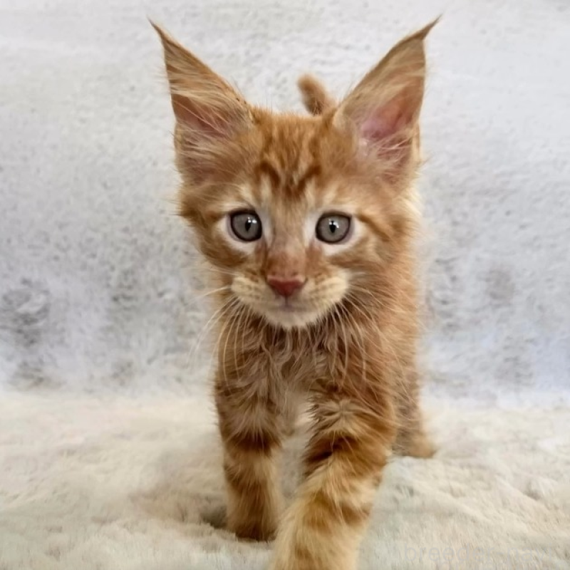 商談中の愛知県のメインクーン-139359の1枚目