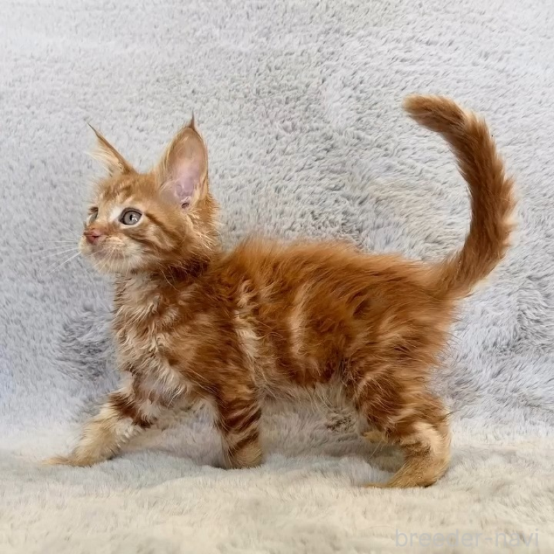 商談中の愛知県のメインクーン-139359の2枚目