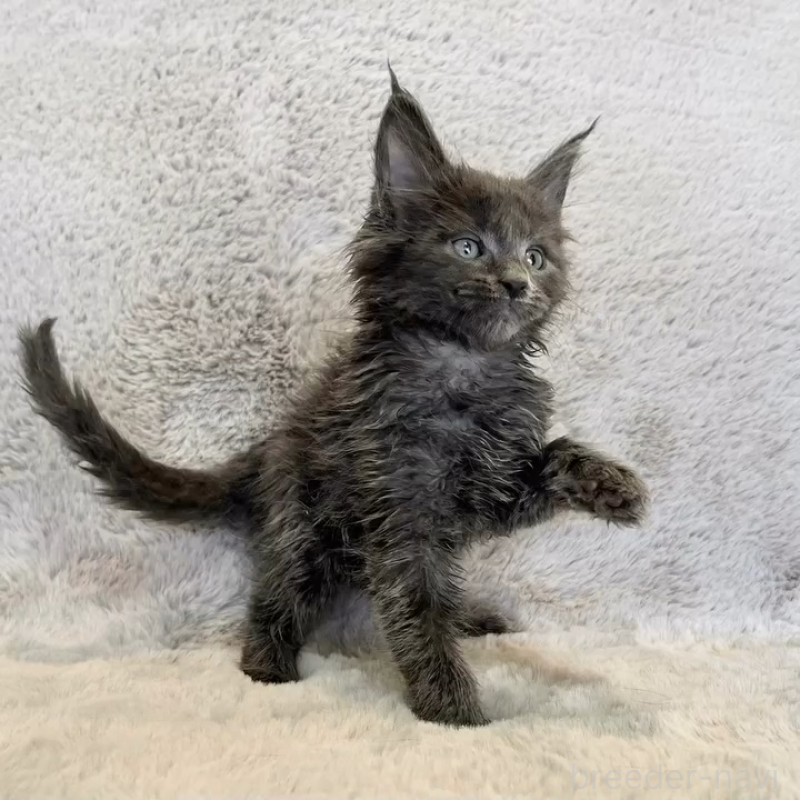 商談中の愛知県のメインクーン-139360の7枚目