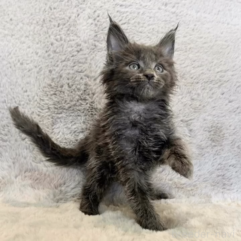 商談中の愛知県のメインクーン-139360の6枚目