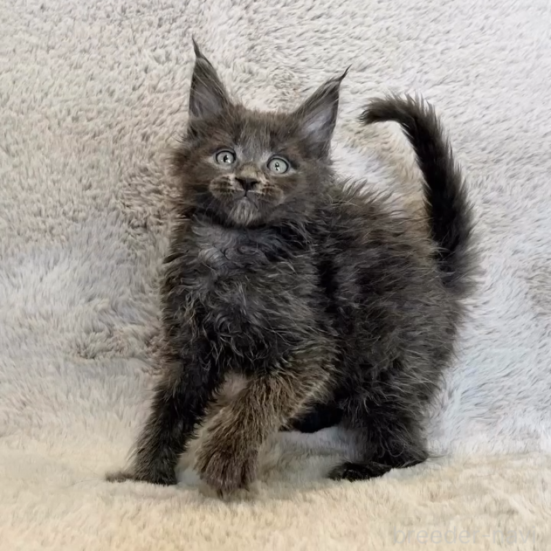 商談中の愛知県のメインクーン-139360の5枚目