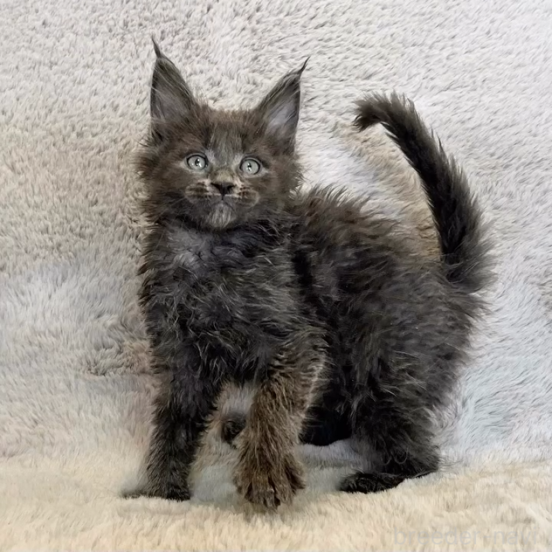 商談中の愛知県のメインクーン-139360の4枚目