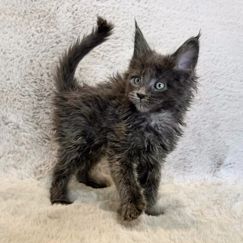 商談中の愛知県のメインクーン-139360の3枚目