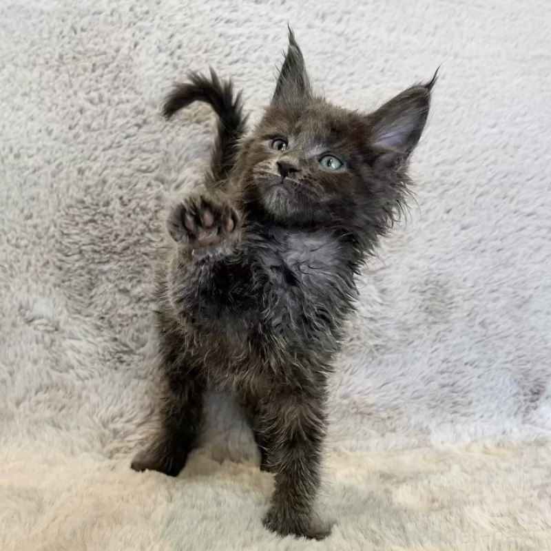 商談中の愛知県のメインクーン-139360の2枚目