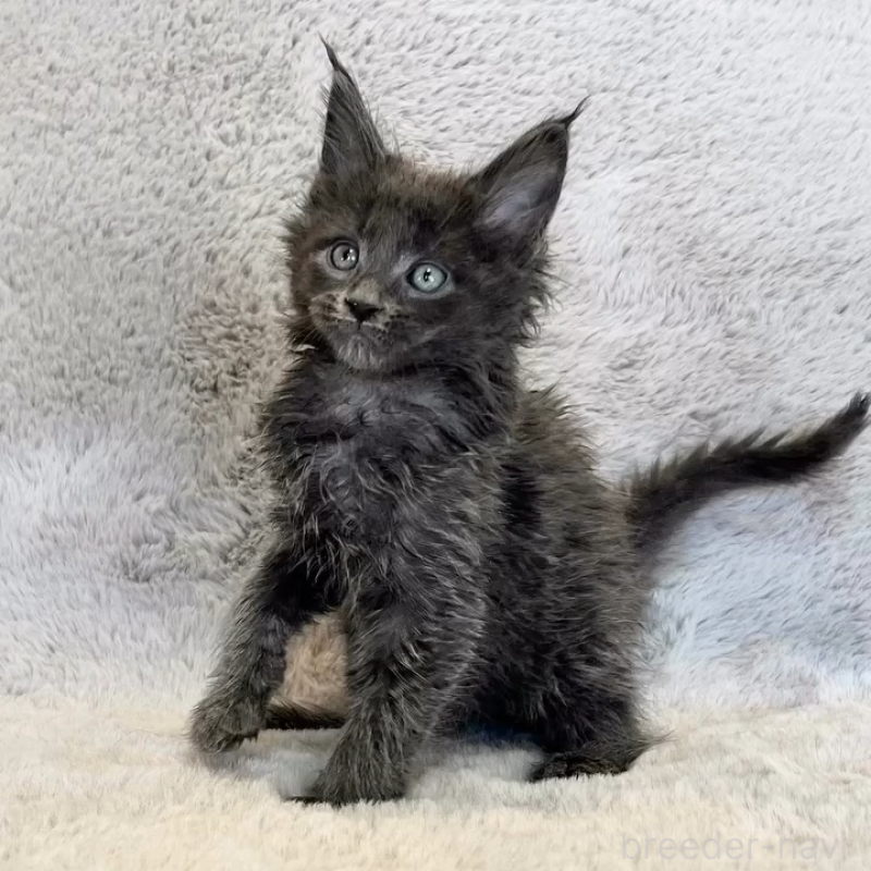 商談中の愛知県のメインクーン-139360