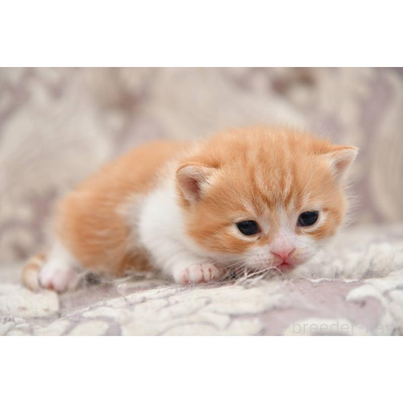 販売中の宮城県のマンチカン-139361の3枚目