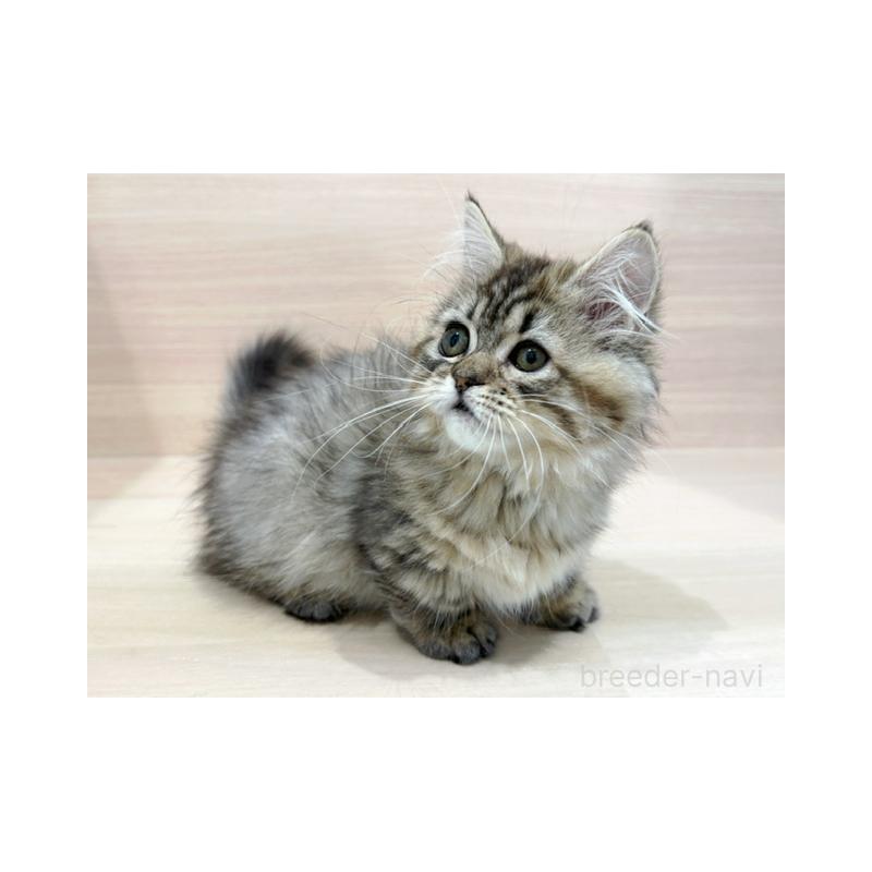 販売中の東京都のミヌエット(短足)-136979の4枚目