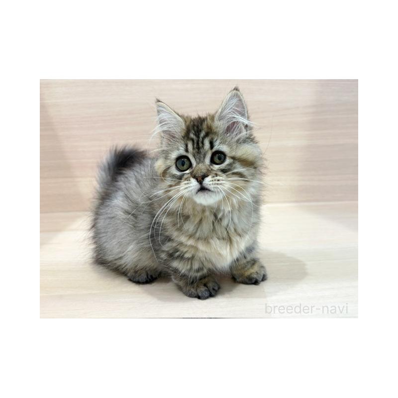 販売中の東京都のミヌエット(短足)-136979の3枚目