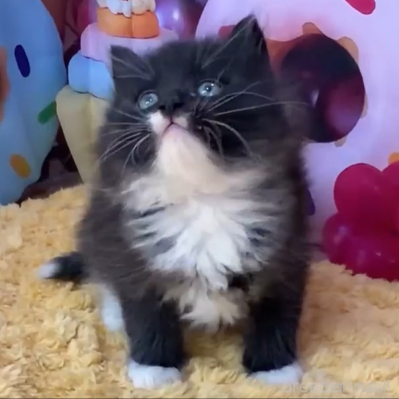 販売中の大阪府のサイベリアン-139362の3枚目