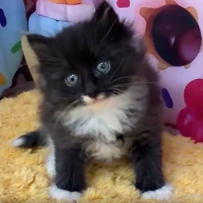 販売中の大阪府のサイベリアン-139362