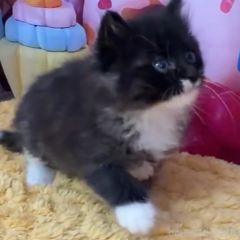 販売中の大阪府のサイベリアン-139362の2枚目