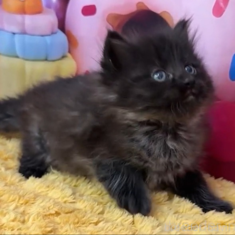 販売中の大阪府のサイベリアン-139364の1枚目