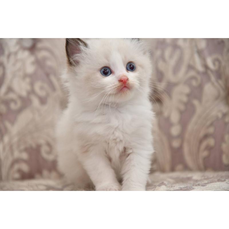 販売中の宮城県のラグドール-139363の4枚目