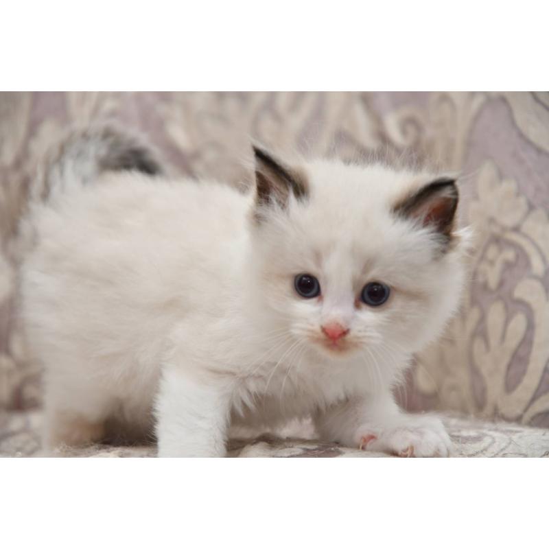 販売中の宮城県のラグドール-139363の3枚目