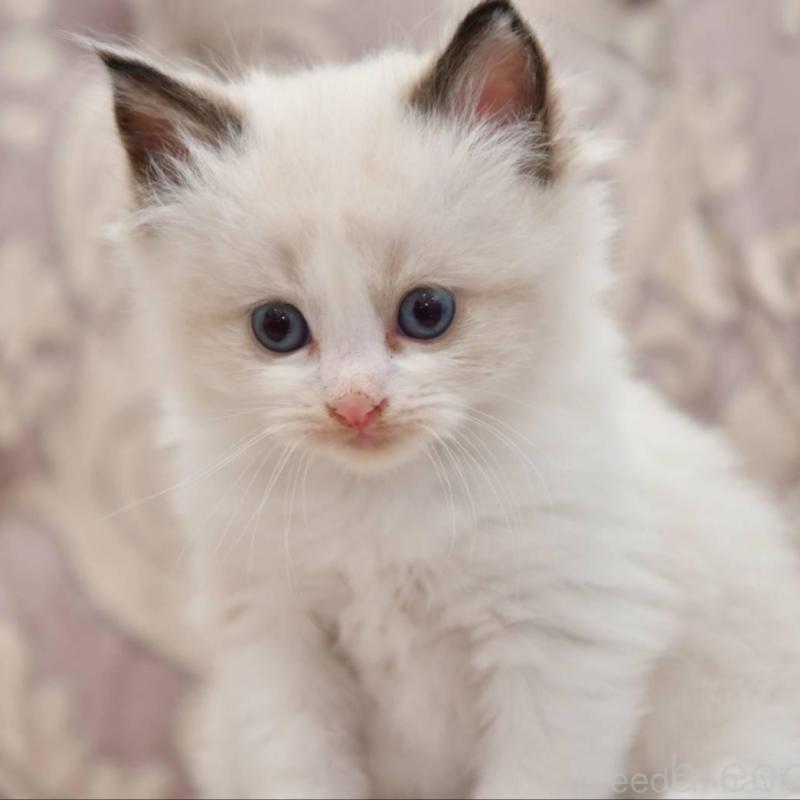 販売中の宮城県のラグドール-139363