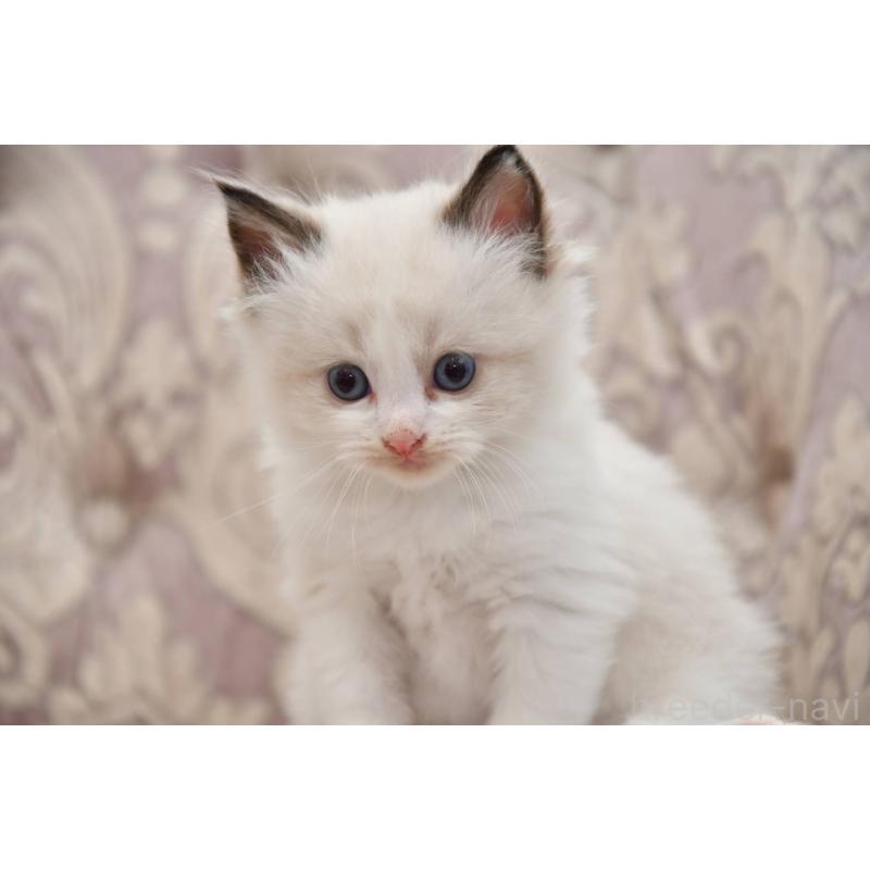 販売中の宮城県のラグドール-139363の2枚目