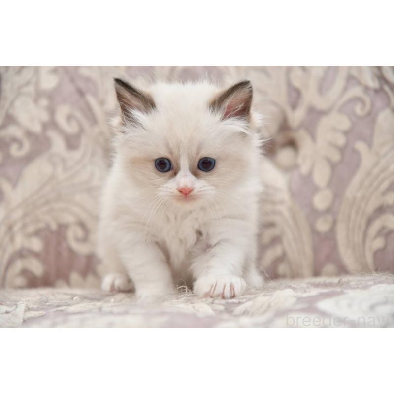 販売中の宮城県のラグドール-139365の3枚目