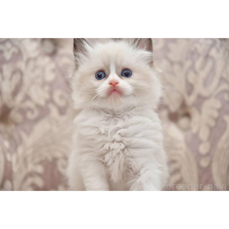 販売中の宮城県のラグドール-139365の2枚目