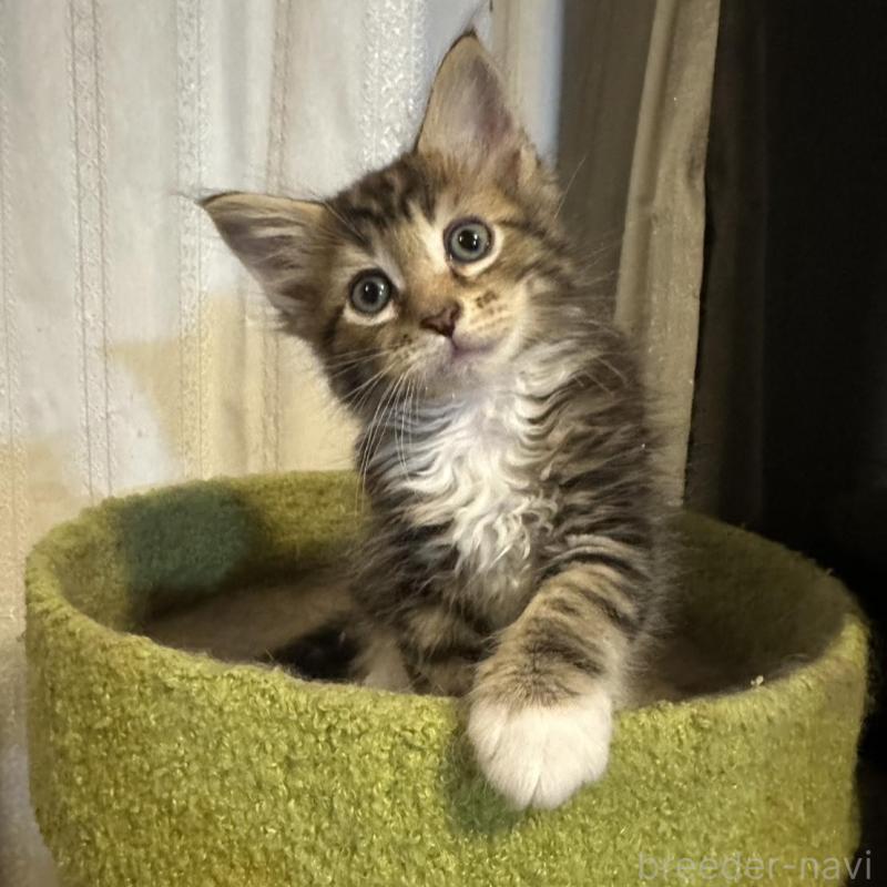 販売中の愛知県のメインクーン-139366の6枚目