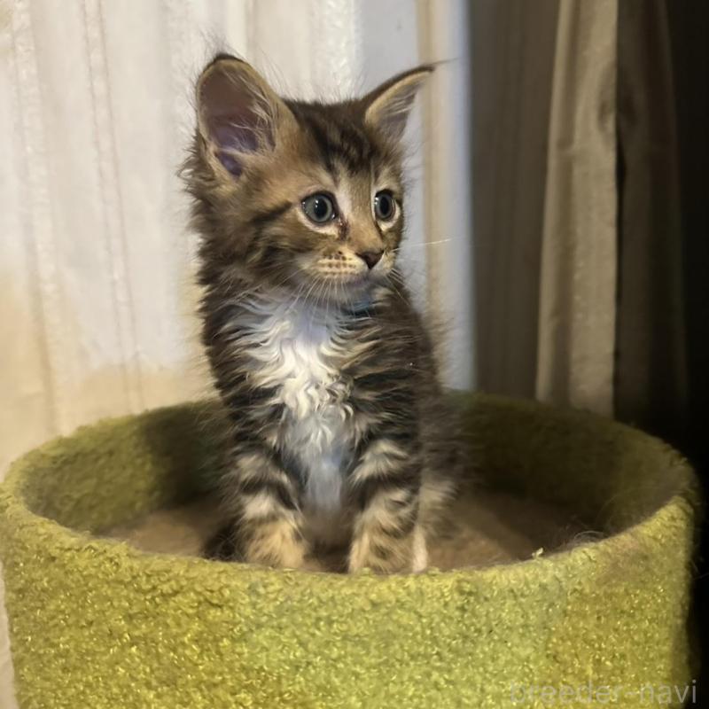 販売中の愛知県のメインクーン-139366の5枚目