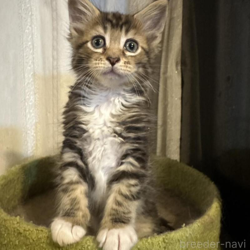 販売中の愛知県のメインクーン-139366の4枚目