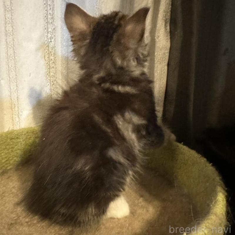 販売中の愛知県のメインクーン-139366の3枚目