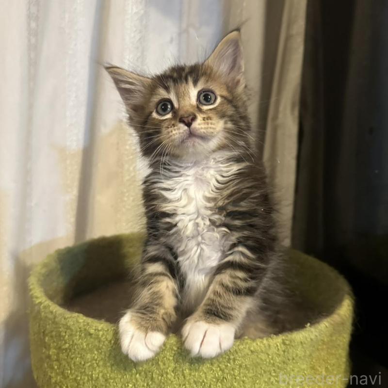 販売中の愛知県のメインクーン-139366の2枚目