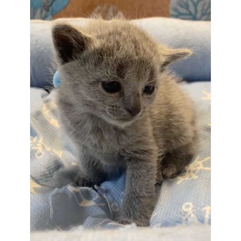 販売中の栃木県のロシアンブルー-139367の3枚目