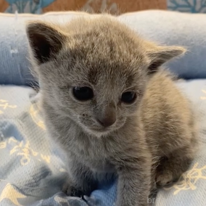 販売中ののロシアンブルー-139367