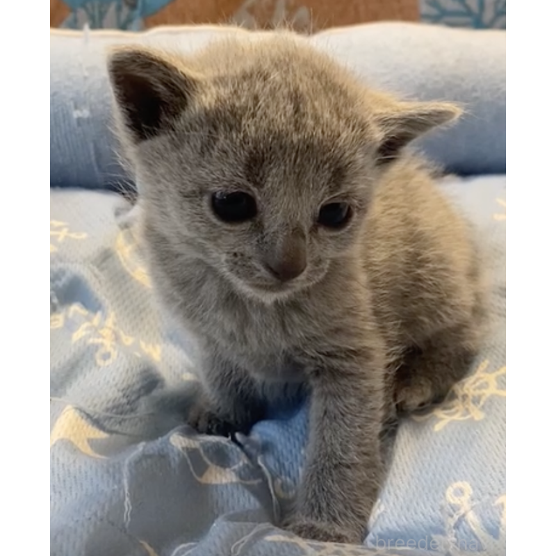 販売中の栃木県のロシアンブルー-139367の2枚目