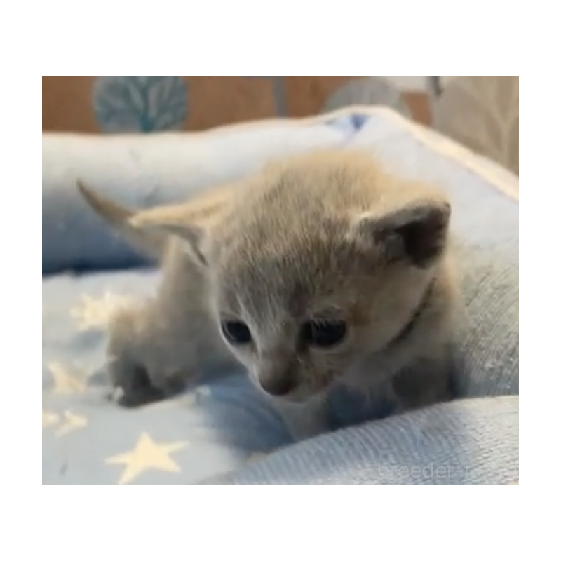 販売中の栃木県のロシアンブルー-139368の4枚目