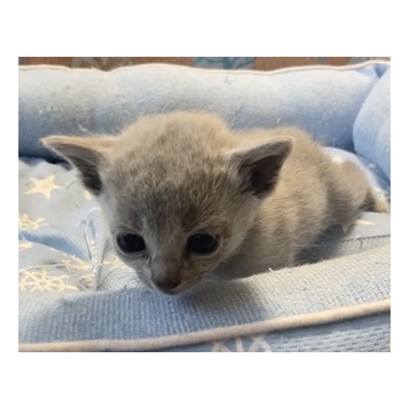 販売中の栃木県のロシアンブルー-139368の3枚目