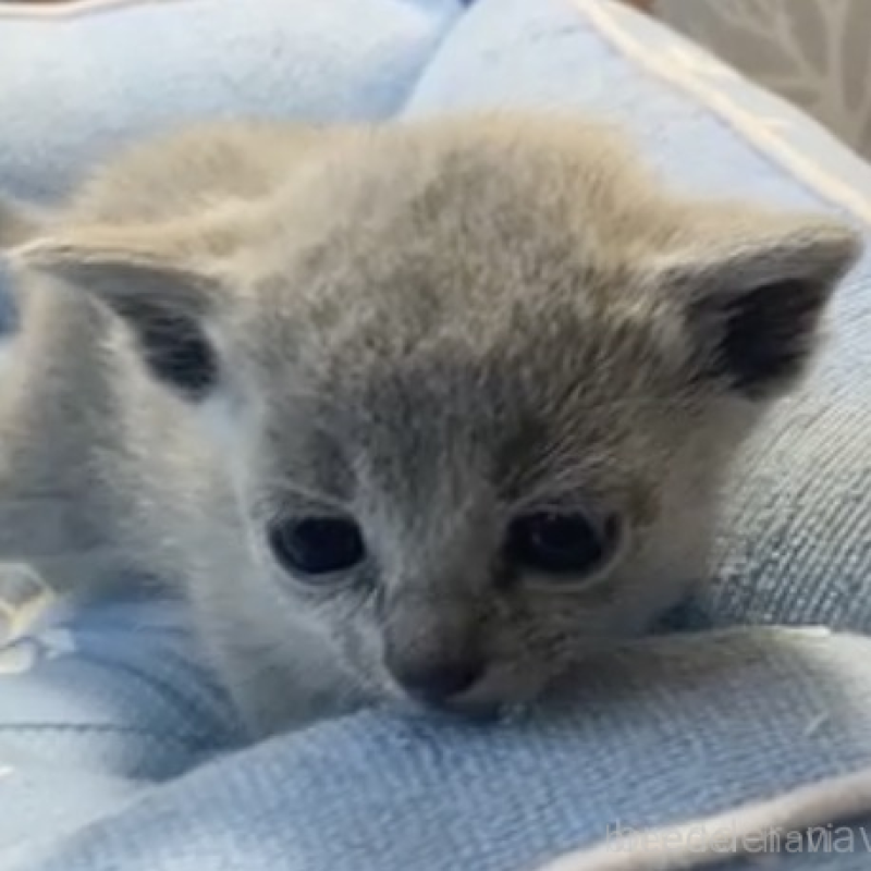 販売中の栃木県のロシアンブルー-139368の1枚目