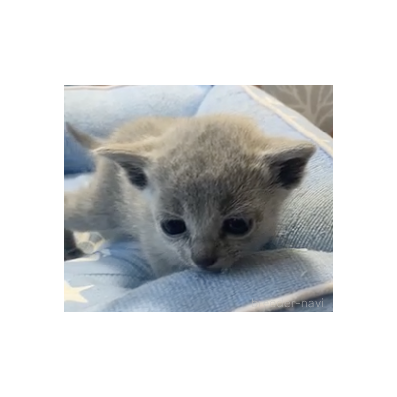 販売中の栃木県のロシアンブルー-139368の2枚目