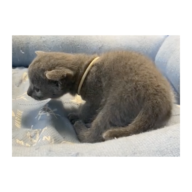 販売中の栃木県のロシアンブルー-139369の4枚目