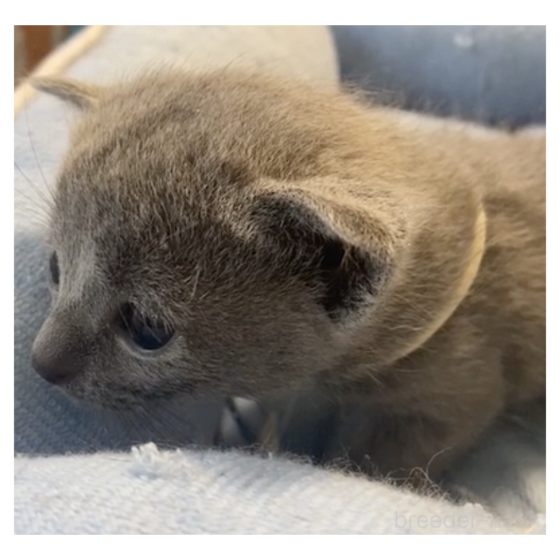 販売中の栃木県のロシアンブルー-139369の3枚目