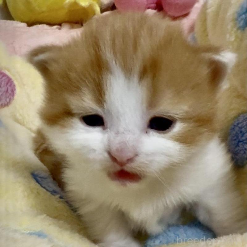 販売中の大阪府のノルウェージャンフォレストキャット-139370の1枚目