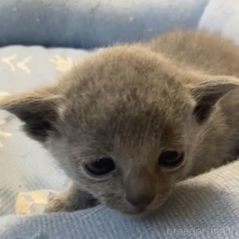 販売中の栃木県のロシアンブルー-139369