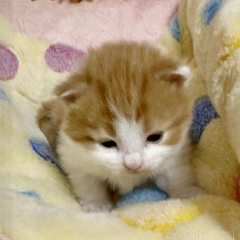 販売中の大阪府のノルウェージャンフォレストキャット-139370の5枚目