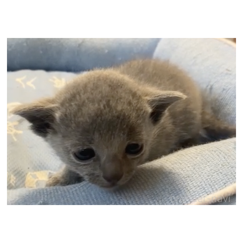 販売中の栃木県のロシアンブルー-139369の2枚目