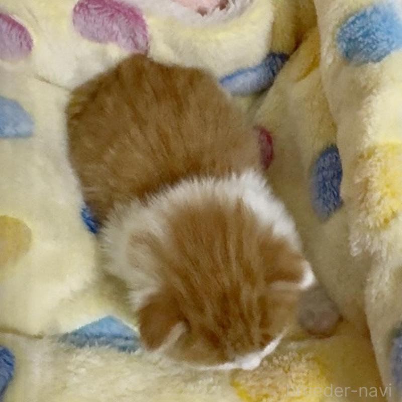 販売中の大阪府のノルウェージャンフォレストキャット-139370の4枚目