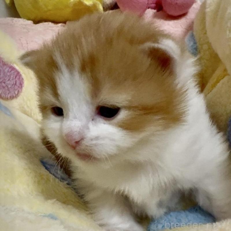 販売中の大阪府のノルウェージャンフォレストキャット-139370の3枚目