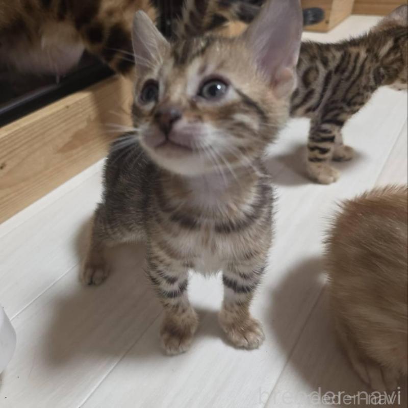 販売中の神奈川県のベンガル-139372の9枚目