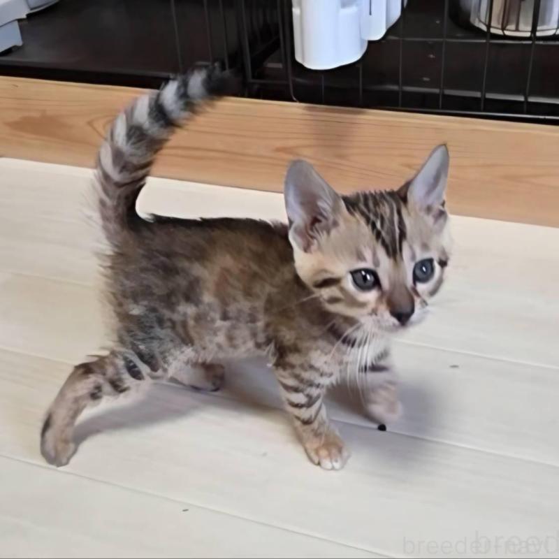 販売中の神奈川県のベンガル-139372の8枚目