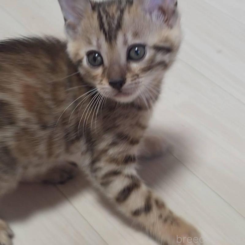 販売中の神奈川県のベンガル-139372の7枚目