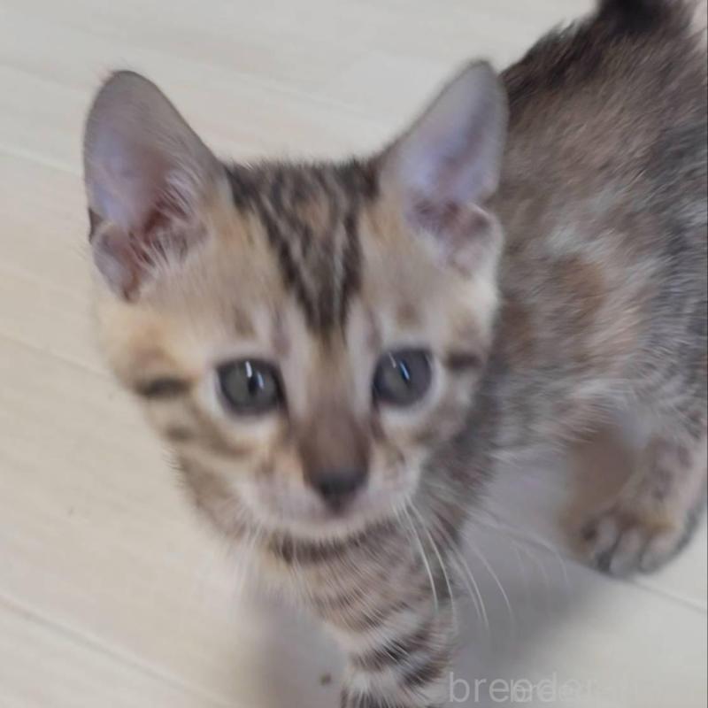 販売中の神奈川県のベンガル-139372の6枚目