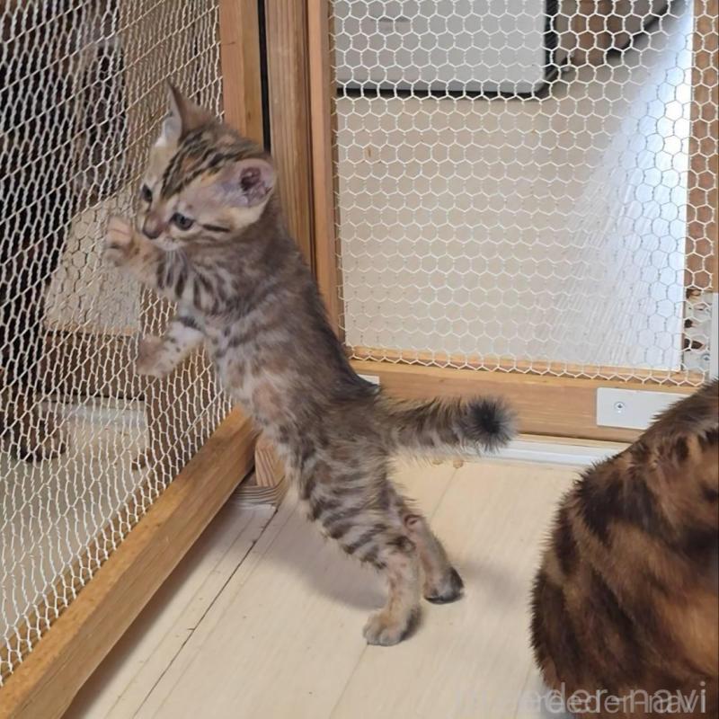 販売中の神奈川県のベンガル-139372の5枚目