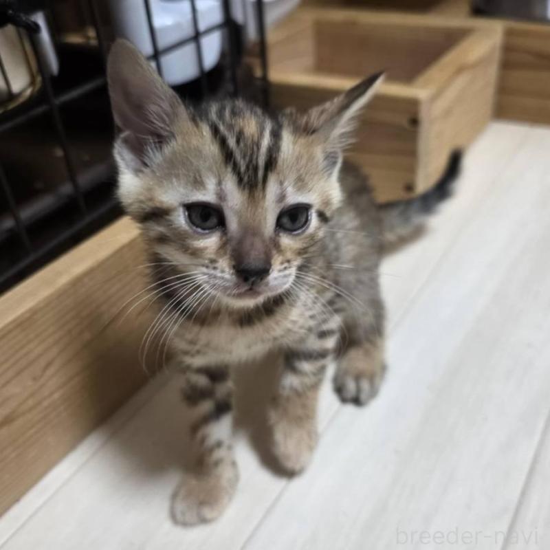 販売中の神奈川県のベンガル-139372の4枚目